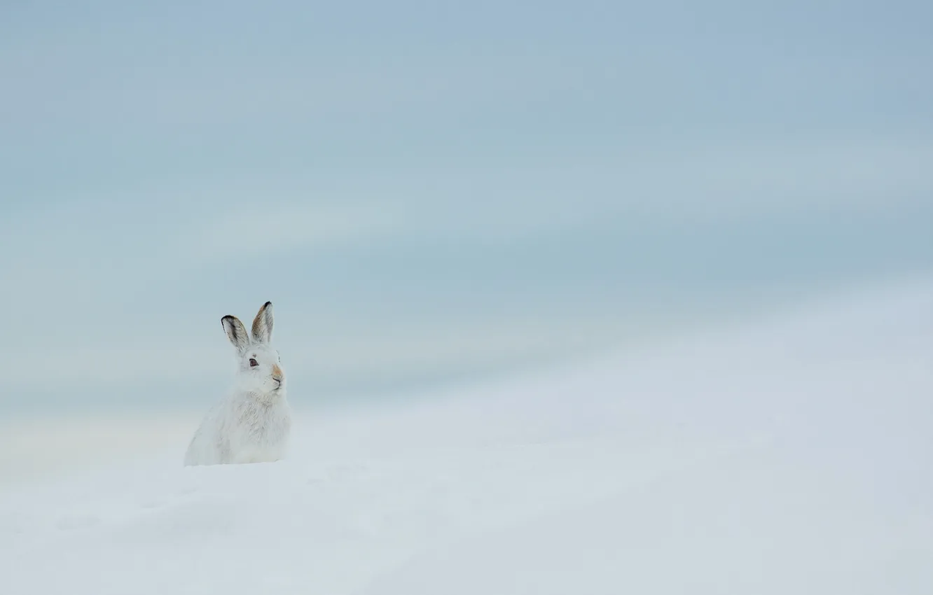Фото обои зима, природа, заяц
