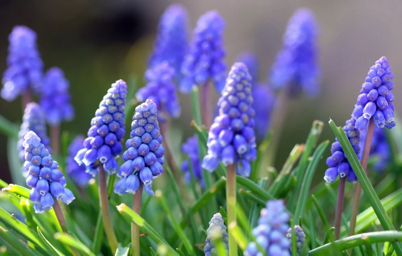 Фото обои трава, макро, цветы, голубые, колокольчики