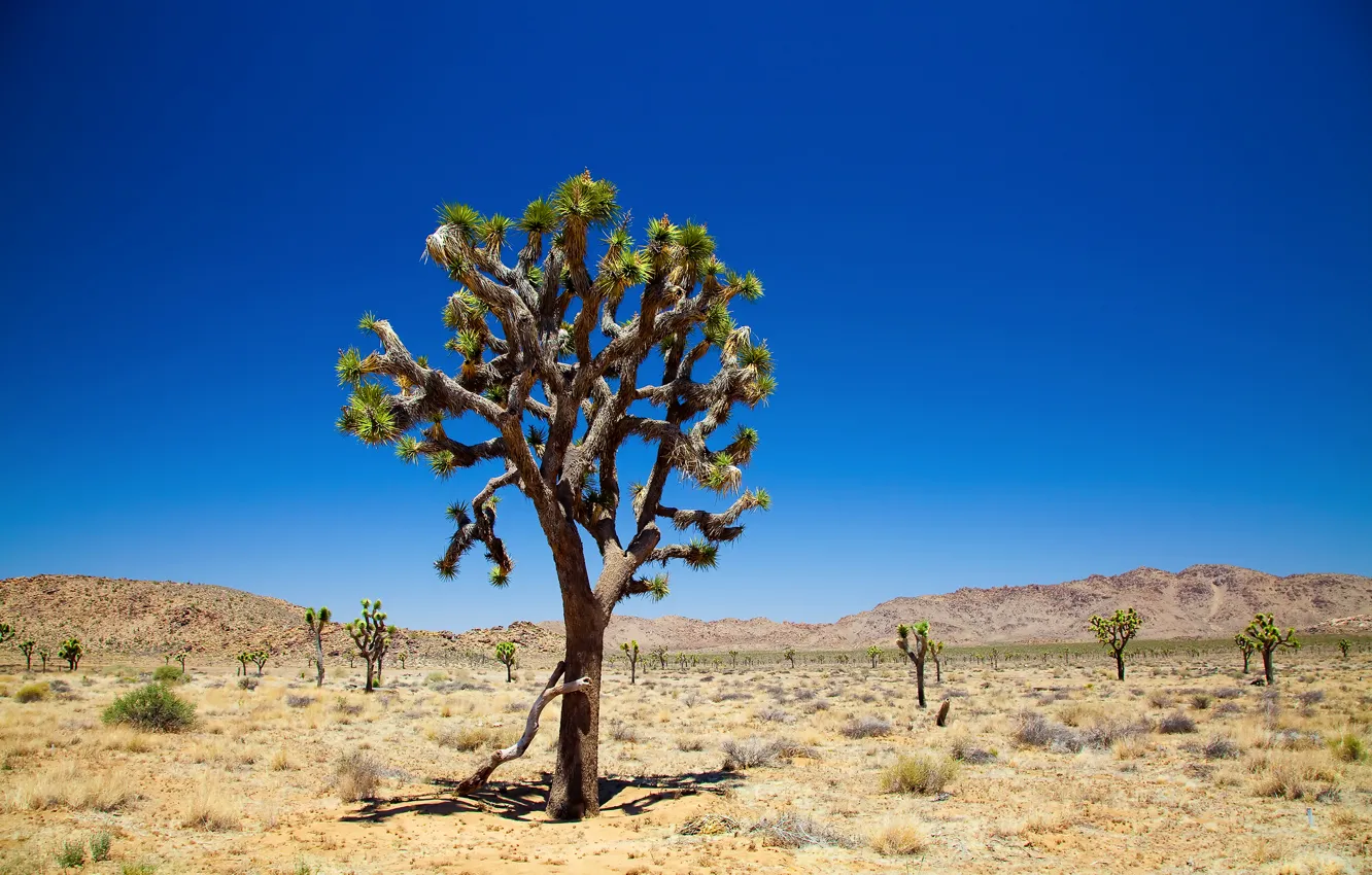 Фото обои небо, пустыня, sky, Joshua Tree, дерево джошуа, joshua tree national park, desert, trees