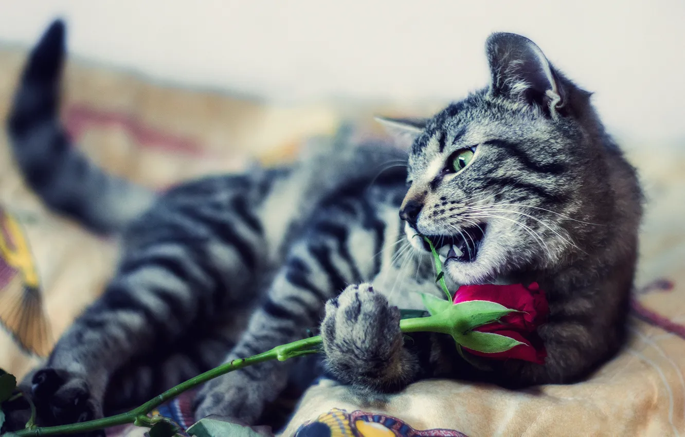 Фото обои кошка, цветок, кот, взгляд, поза, котенок, серый, игра