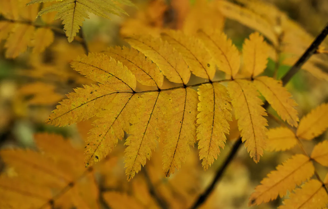 Фото обои осень, листья, желтый, Лес
