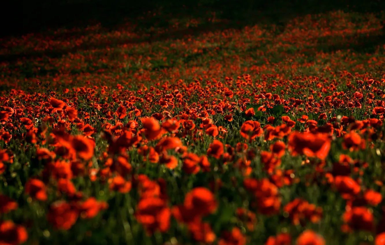 Фото обои поле, цветы, маки, лепестки, красные