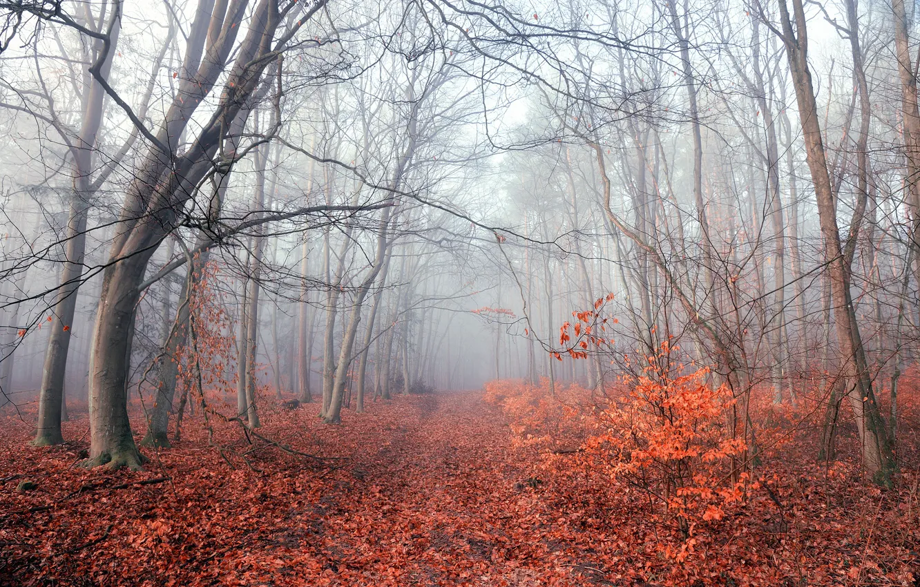 Фото обои осень, лес, туман, листва, утро, Radoslaw Dranikowski