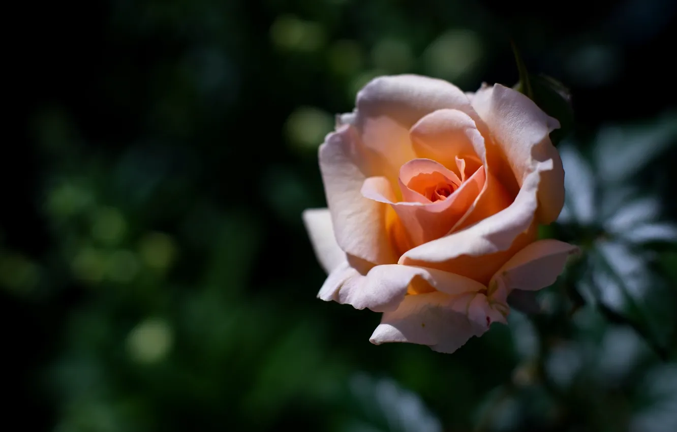 Фото обои цветок, зеленый, фон, темный, роза, оранжевая, лепестки, сад