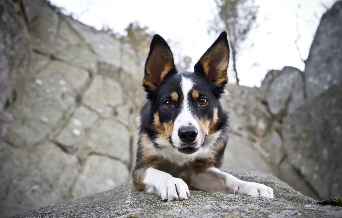 Фото обои взгляд, друг, собака