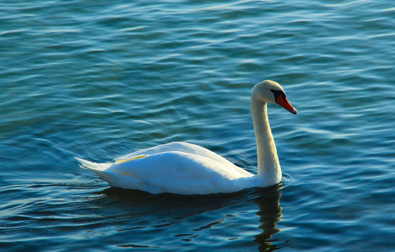Фото обои swan, bird, water