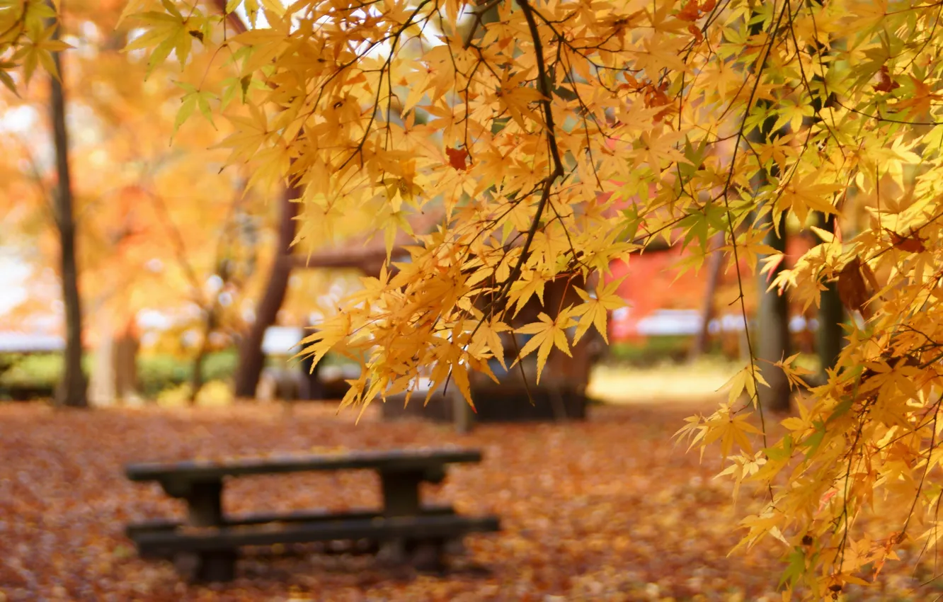 Фото обои осень, листья, скамейка, парк, фокус, желтые, лавочка, клен