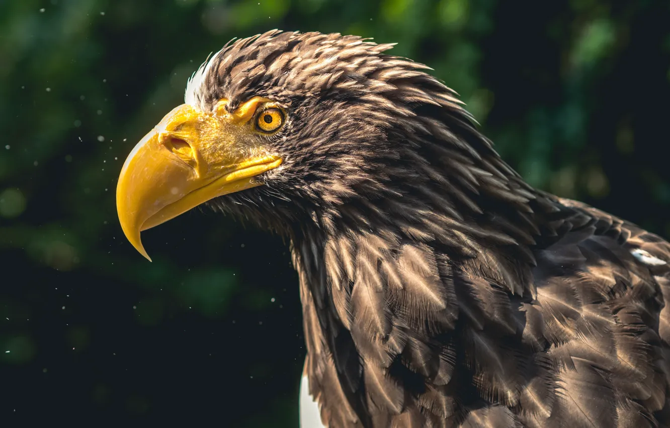 Фото обои bird, eagle, animal, wildlife