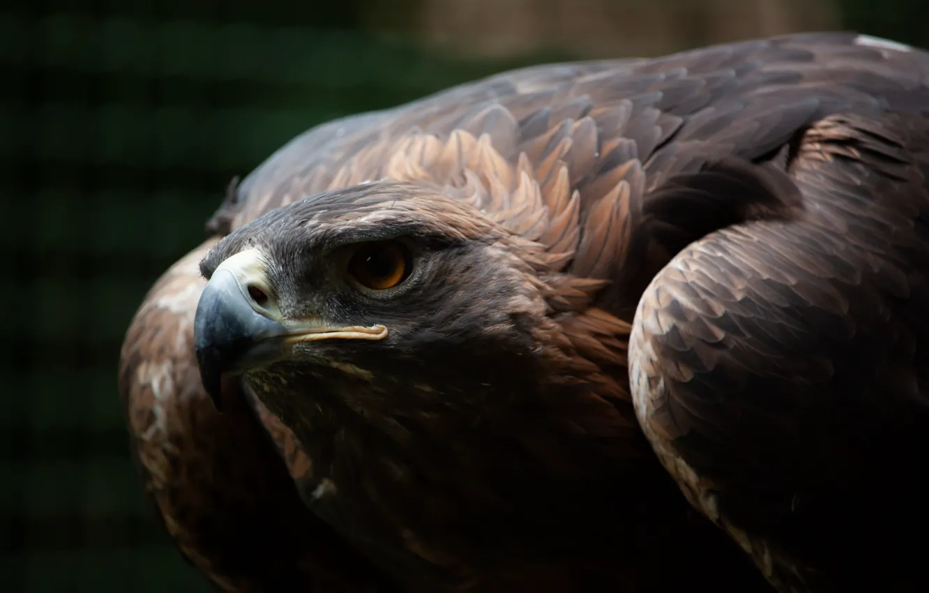 Фото обои Взгляд, Глаз, Перья, Клюв, Хищник, Eagle, Золотой, Охотник