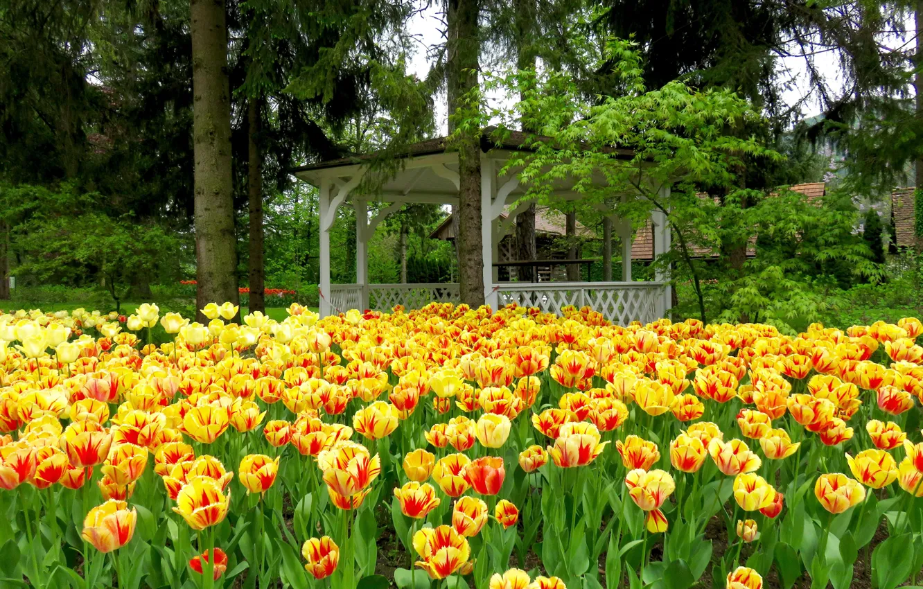 Фото обои деревья, парк, ель, весна, тюльпаны, Нидерланды, беседка, tulips