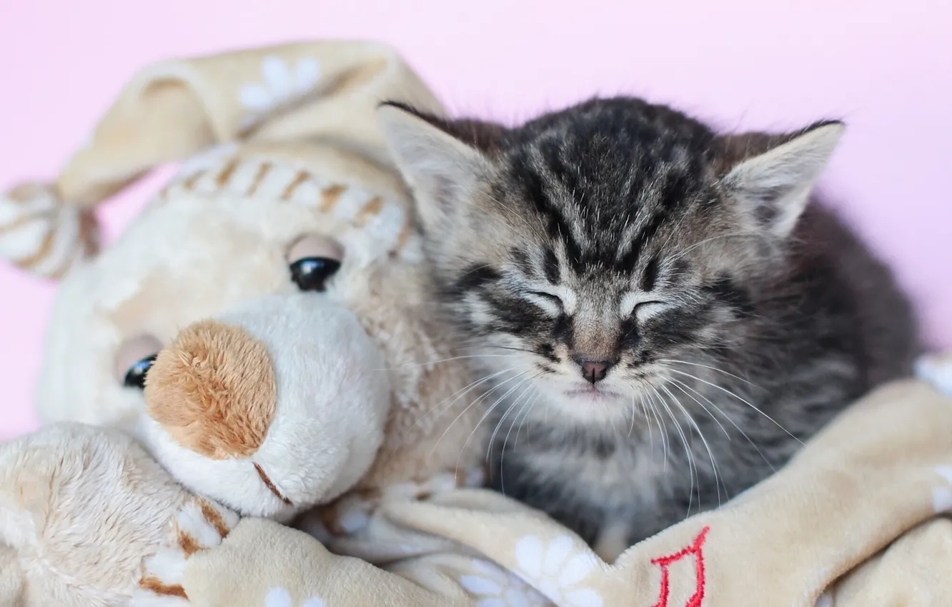 Фото обои игрушка, сон, котёнок