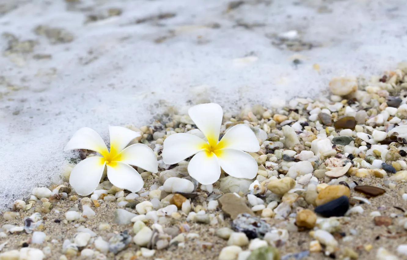 Фото обои песок, море, волны, пляж, лето, цветы, галька, камни
