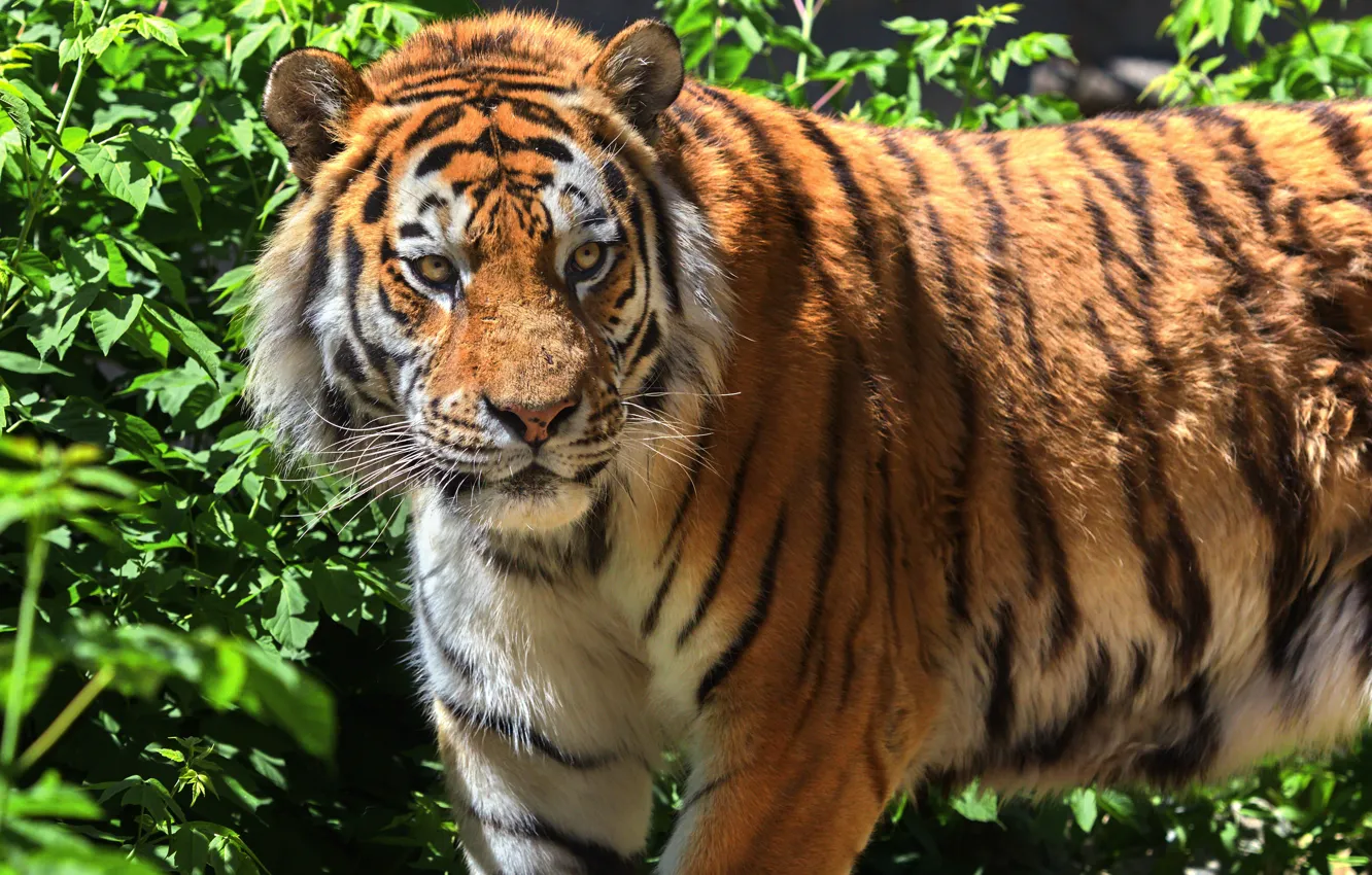 Фото обои тигр, животное, листва, хищник, Олег Богданов