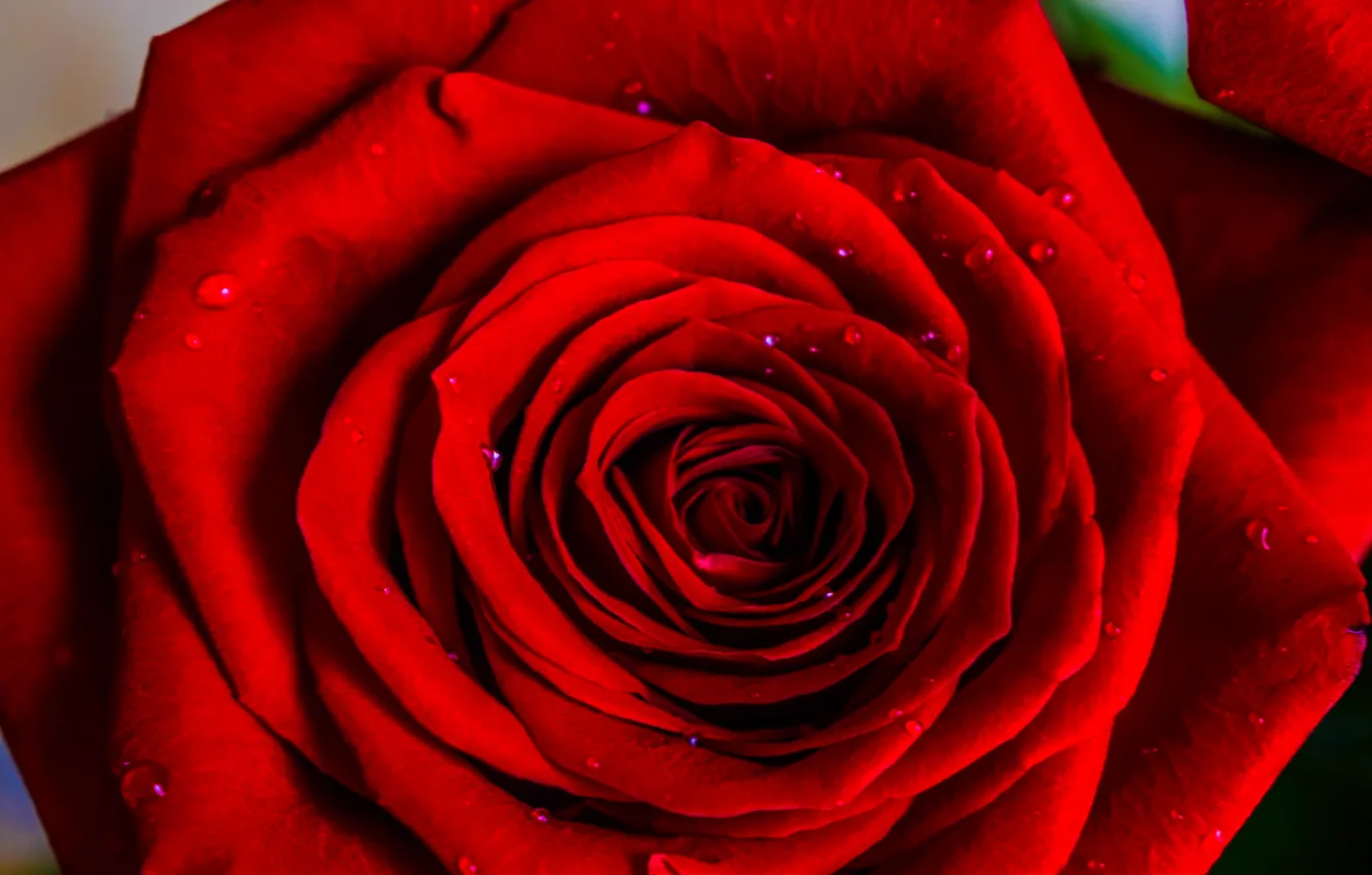 Фото обои капли, роза, красная роза