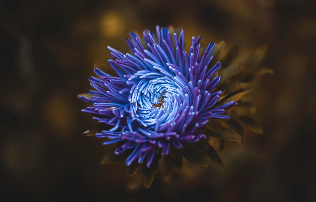 Фото обои цветок, синий, астра, хризантема