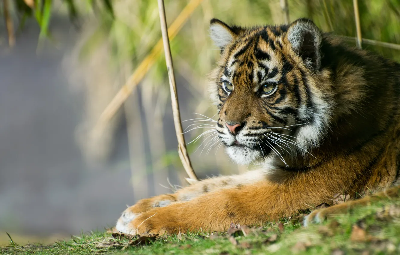 Фото обои тигр, красавец, Суматранский тигр