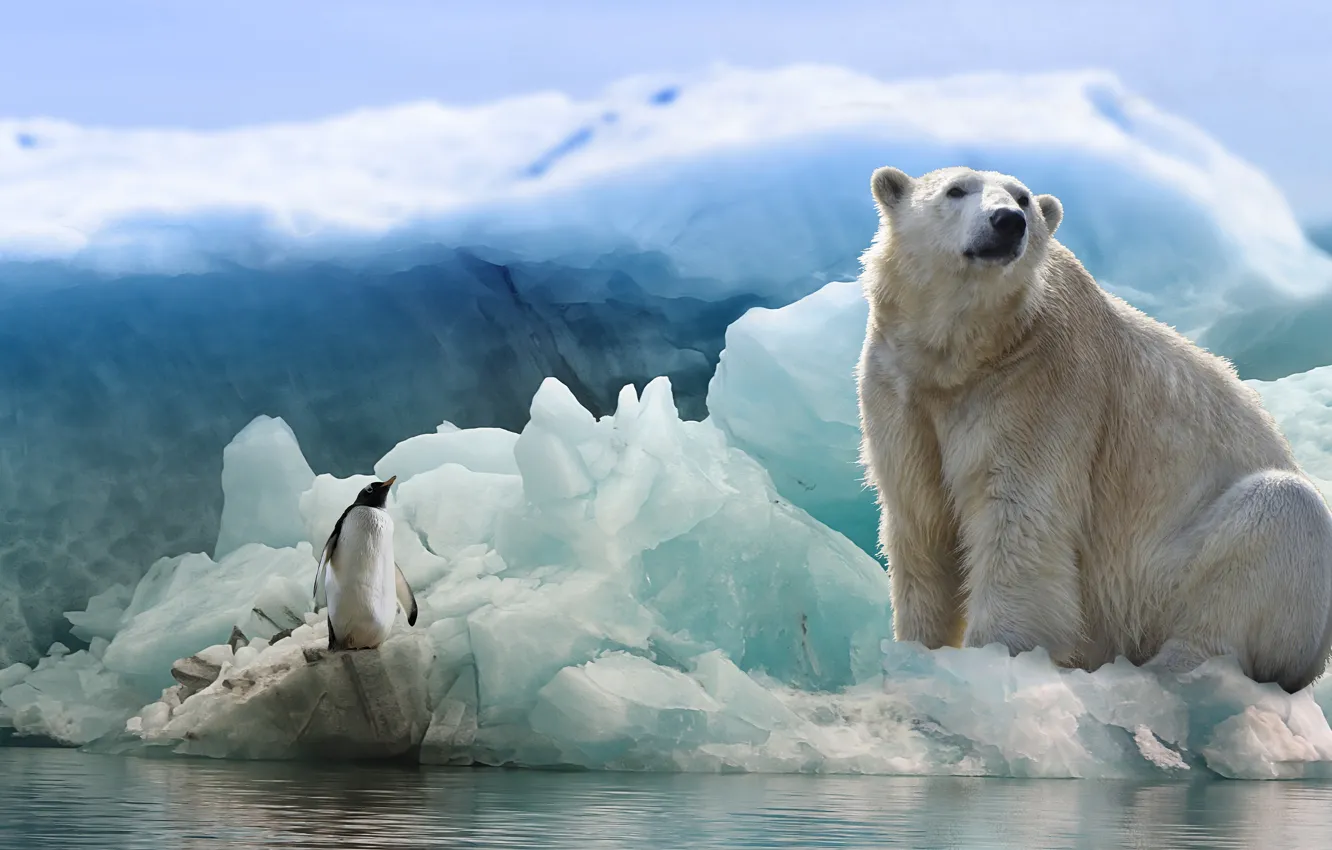 Фото обои лед, зима, животные, белый, взгляд, вода, снег, природа