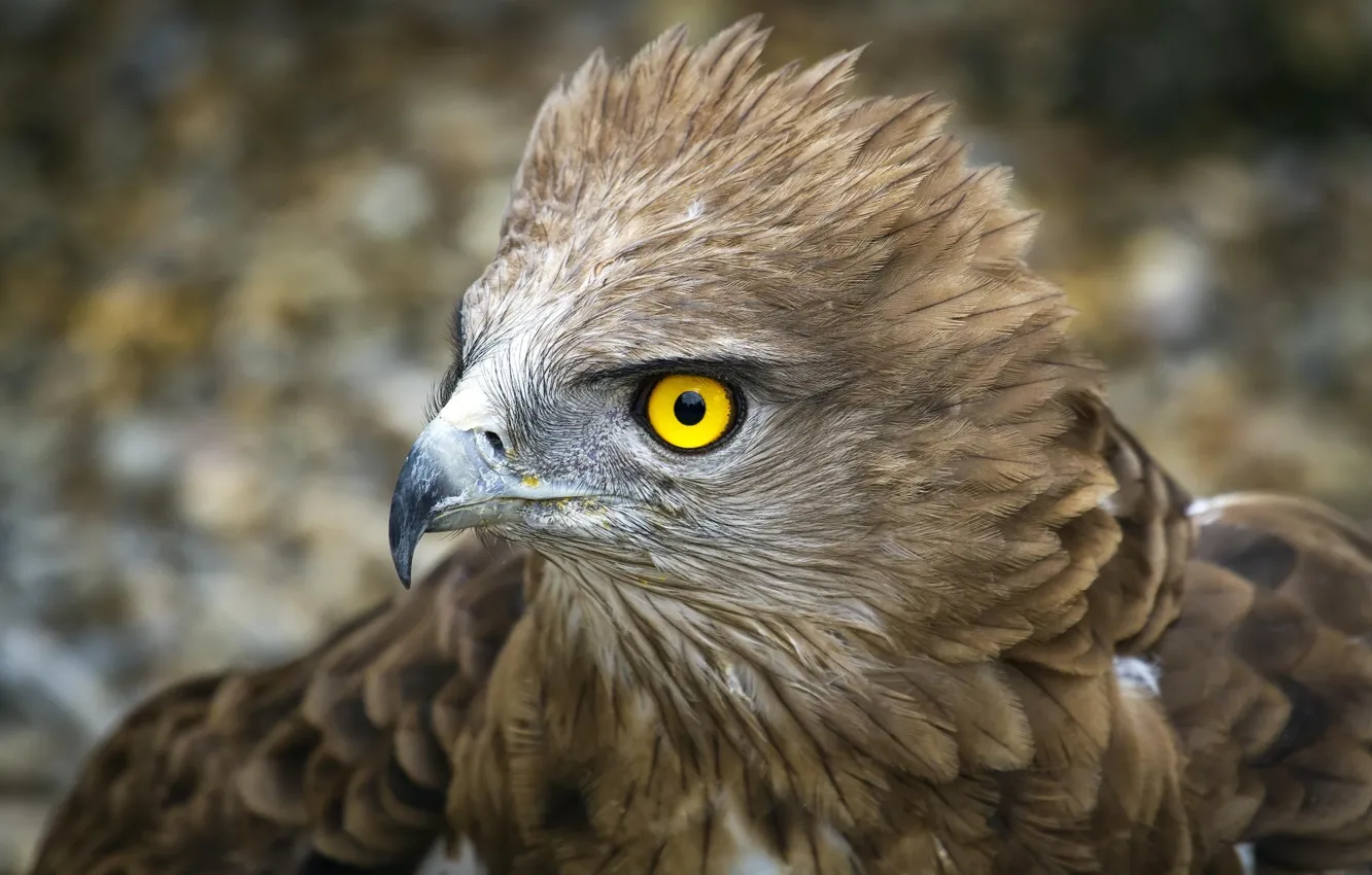 Фото обои bird, feathers, eagle, yellow eye