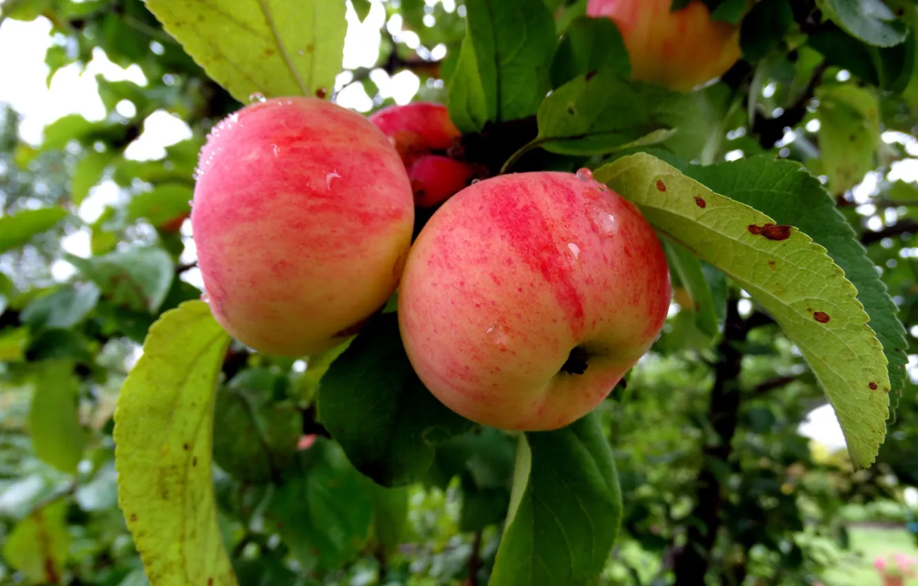 Фото обои яблоки, яблоня, яблоневый сад