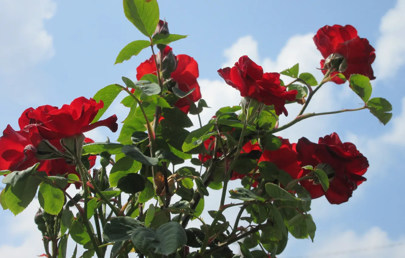 Фото обои небо, цветы, куст, красные розы, весна 2018, Mamala ©