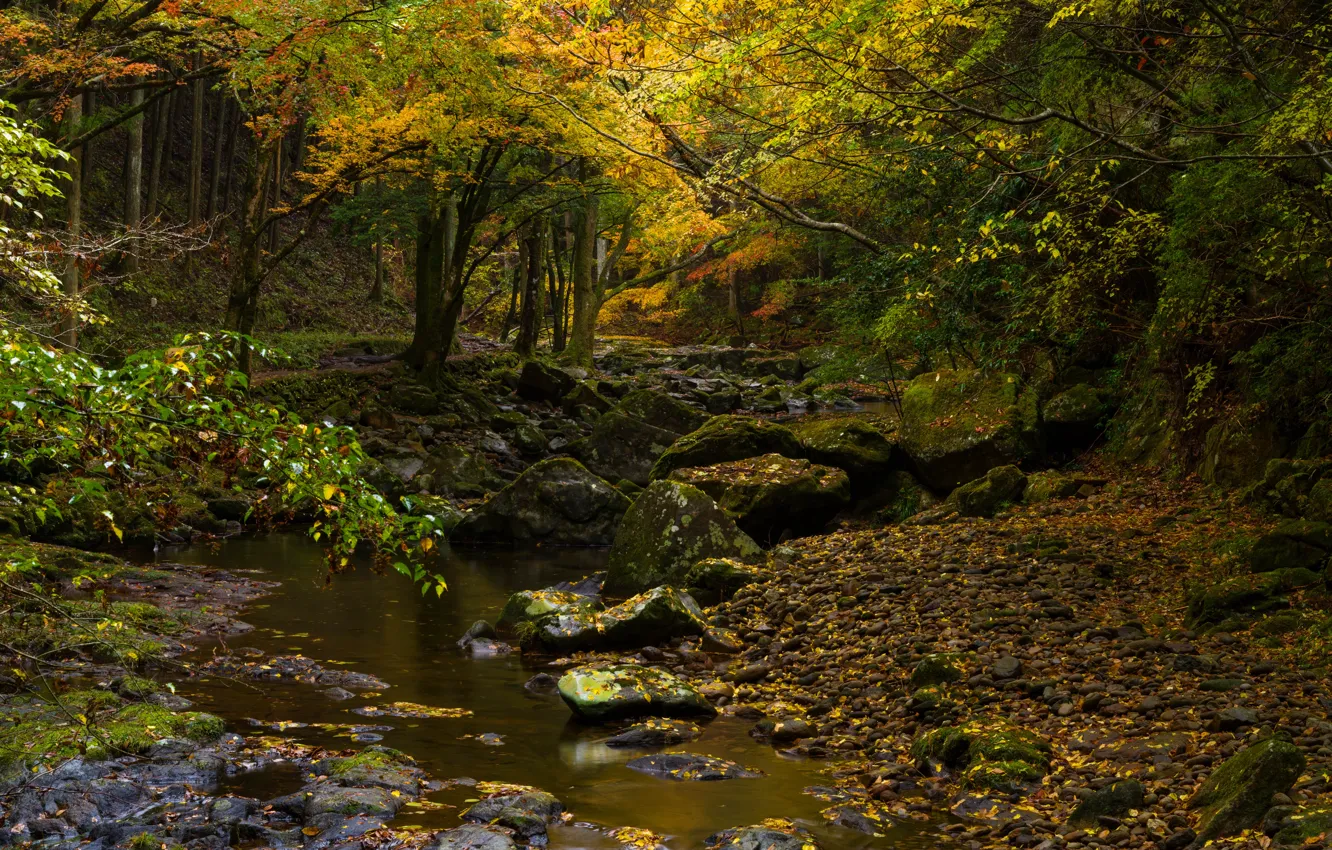 Фото обои осень, лес, листья, деревья, ветки, ручей, камни, листва