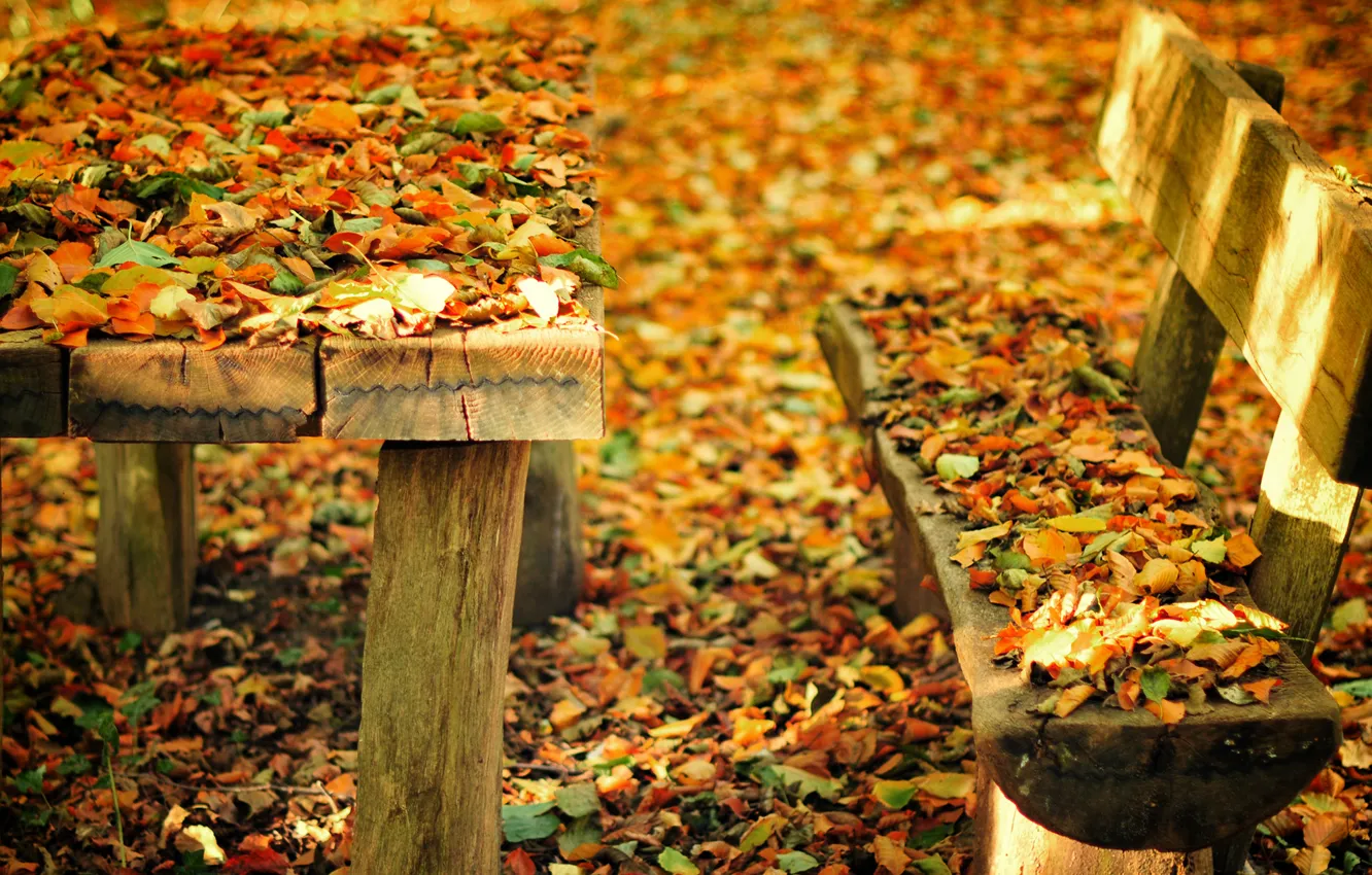 Фото обои осень, листья, скамейка, природа, парк, стол, лавочка, лавка