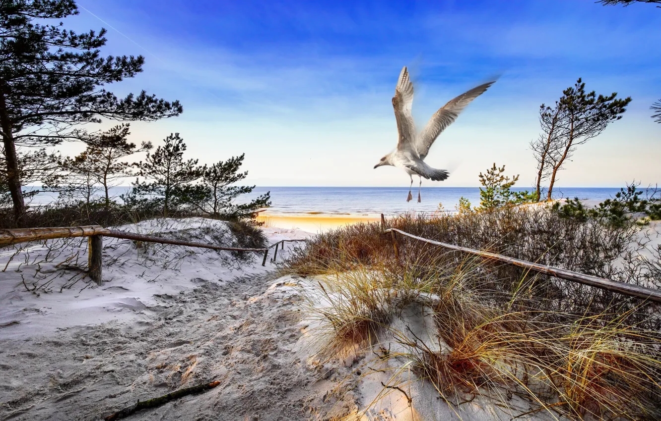 Фото обои пляж, птица, берег
