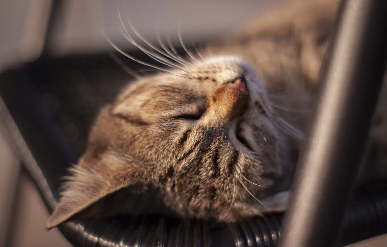 Фото обои на стуле, дремлет, полосатая кошка, лежит на спине