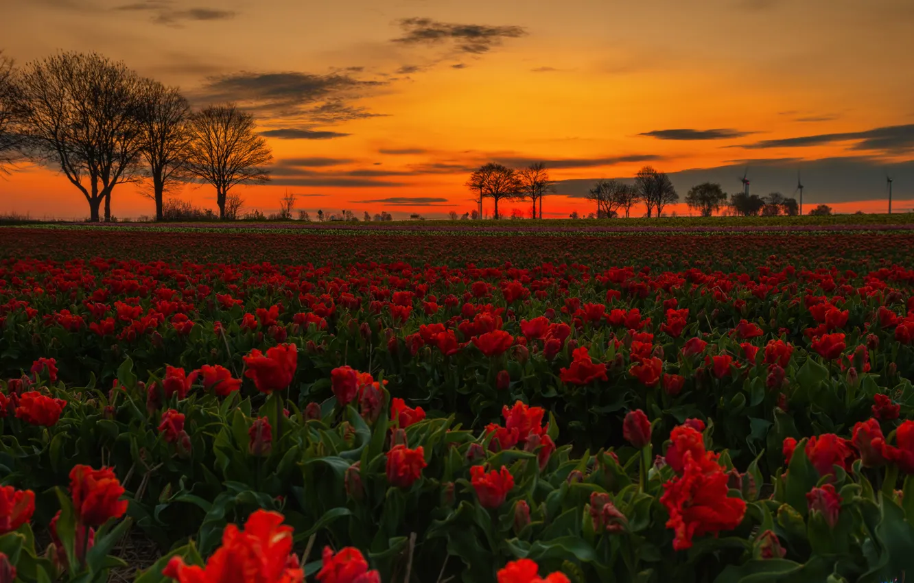 Фото обои поле, пейзаж, цветы, природа, рассвет, утро, тюльпаны