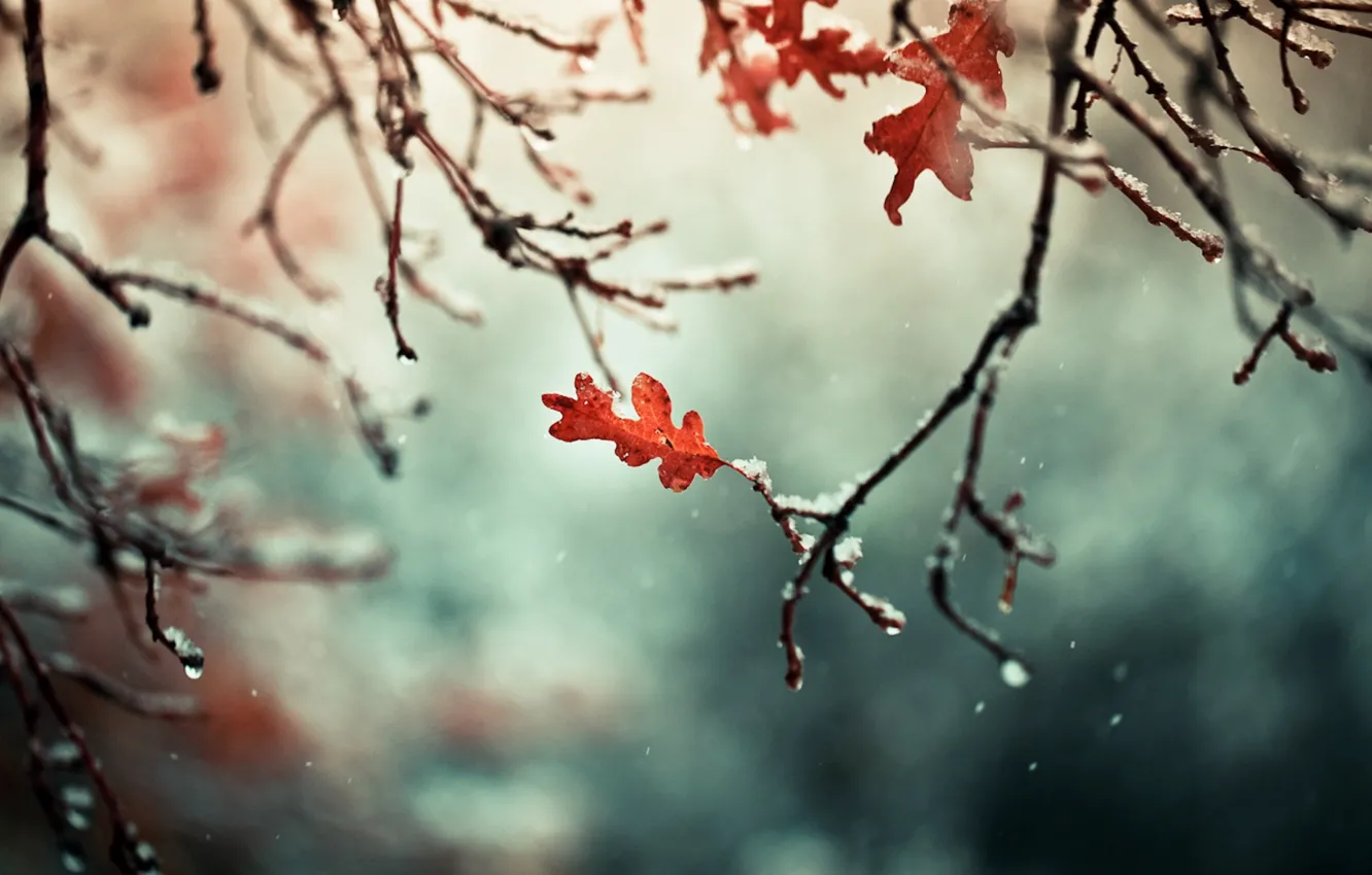 Фото обои осень, листья, снег, ветки, природа, ветви
