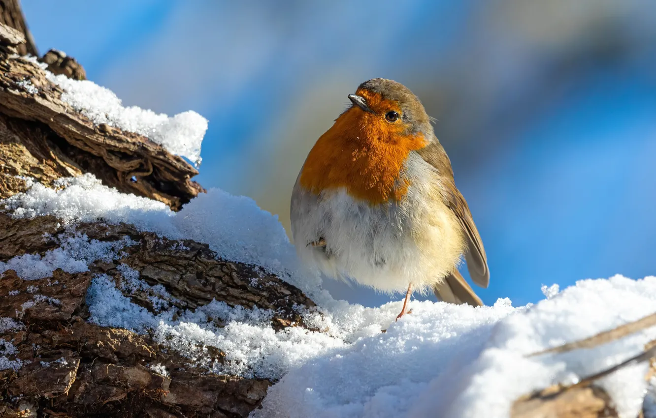 Фото обои зима, снег, птица, зарянка