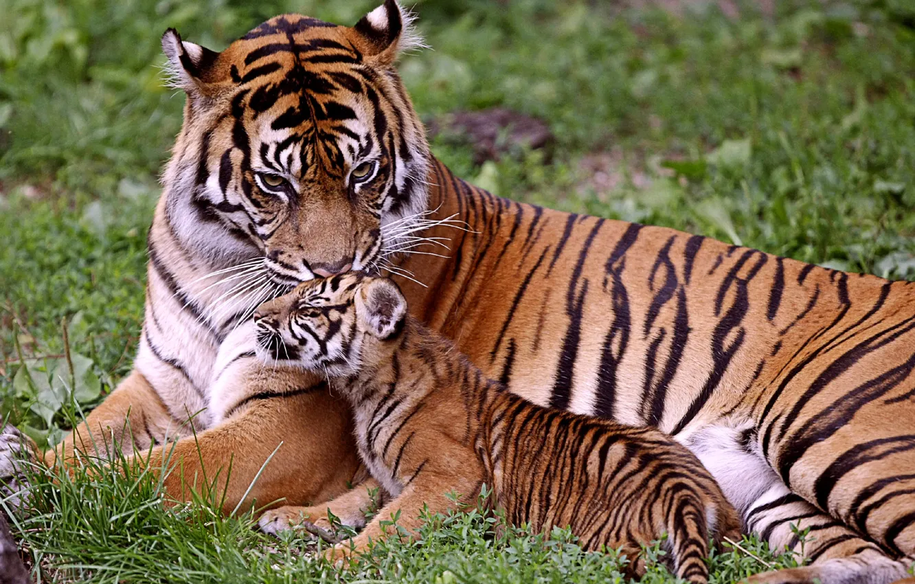 Фото обои малыш, тигры, мама, тигрица, тигрёнок