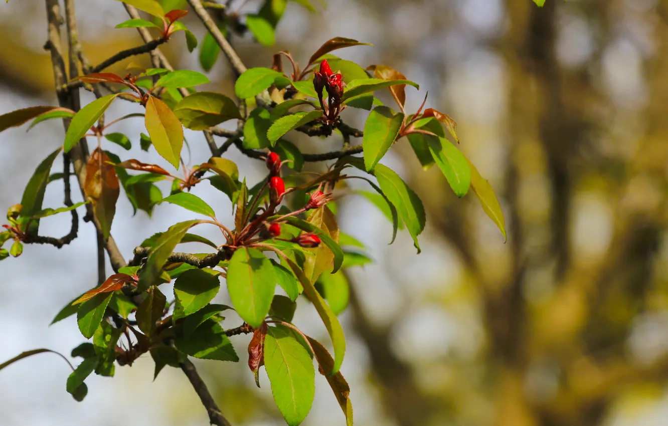 Фото обои tree, spring, leaf, twig