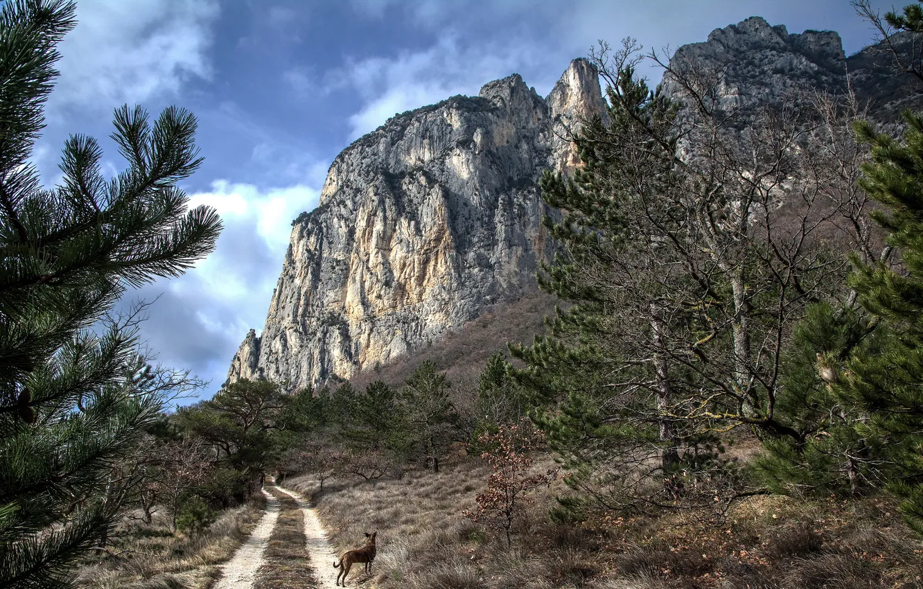 Фото обои дорога, пейзаж, гора, собака