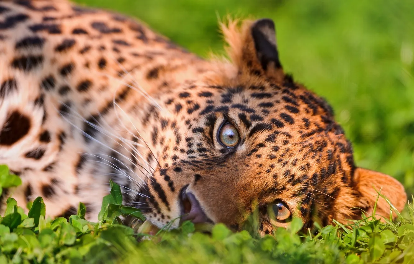 Фото обои трава, Леопард, хищник, большая кошка