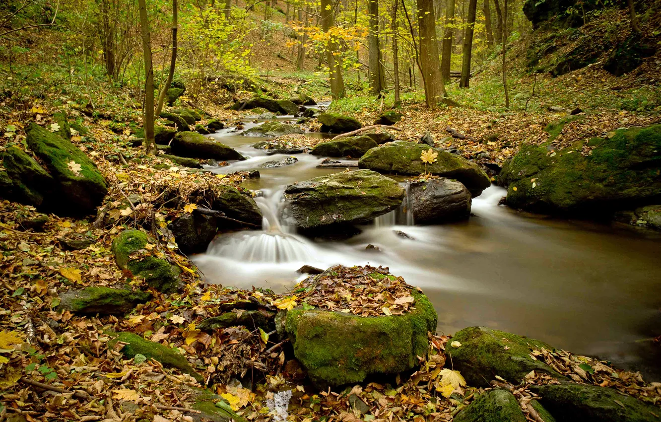Фото обои осень, лес, природа, река, листва