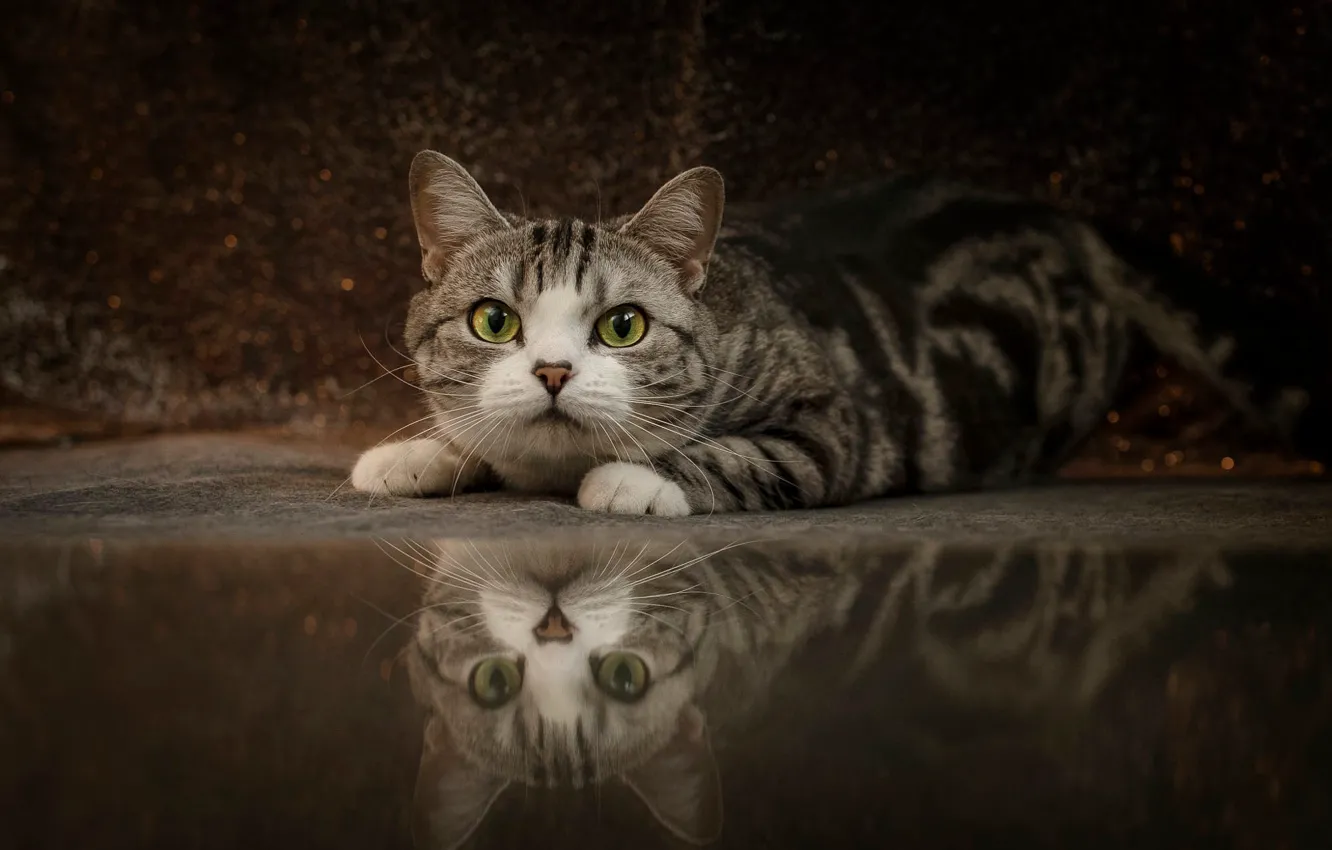 Фото обои кошка, кот, взгляд, поза, отражение, пол, лежит, мордашка