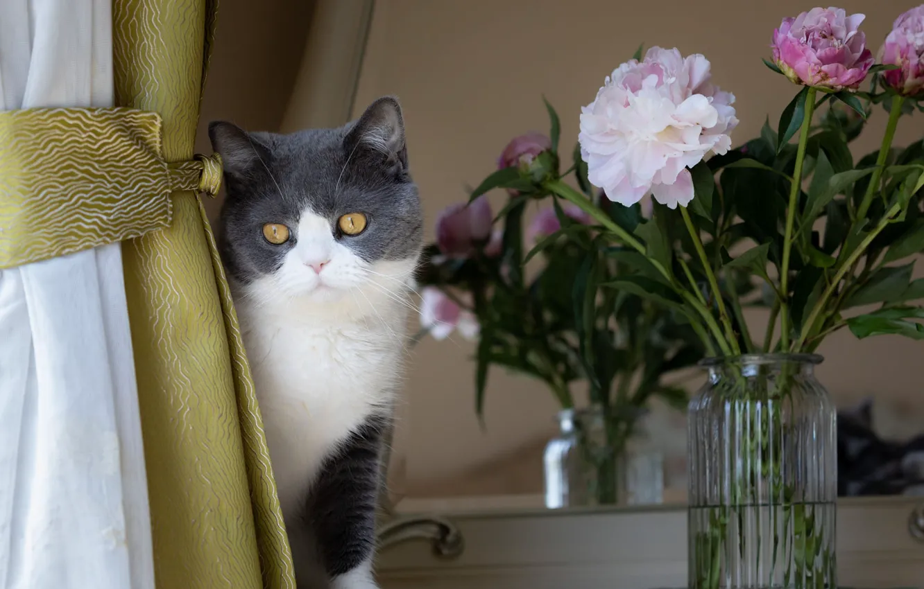 Фото обои кошка, кот, взгляд, цветы, поза, букет, зеркало, банка