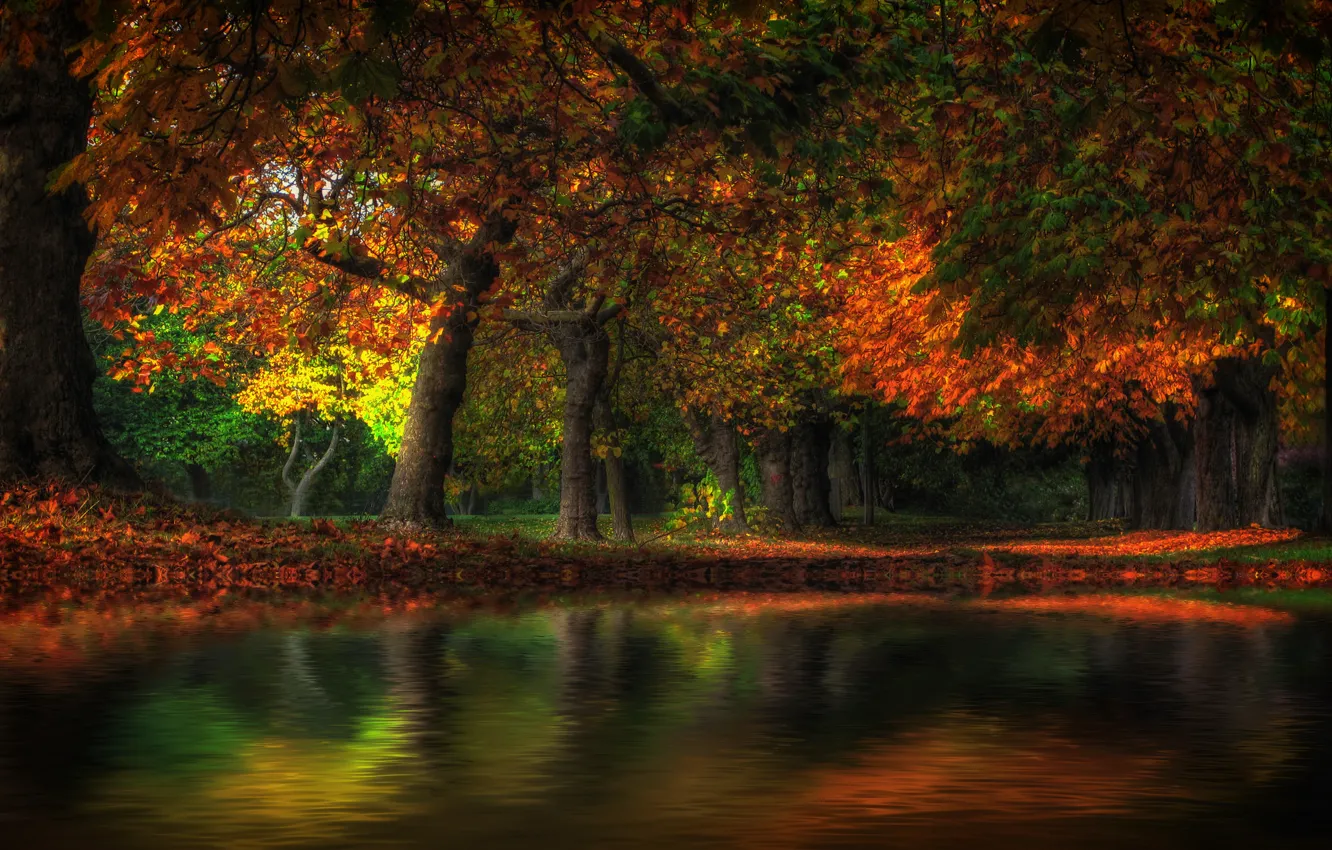 Фото обои осень, лес, деревья, пруд, парк