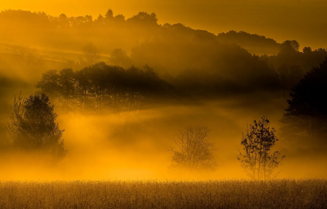 Фото обои осень, туман, утро
