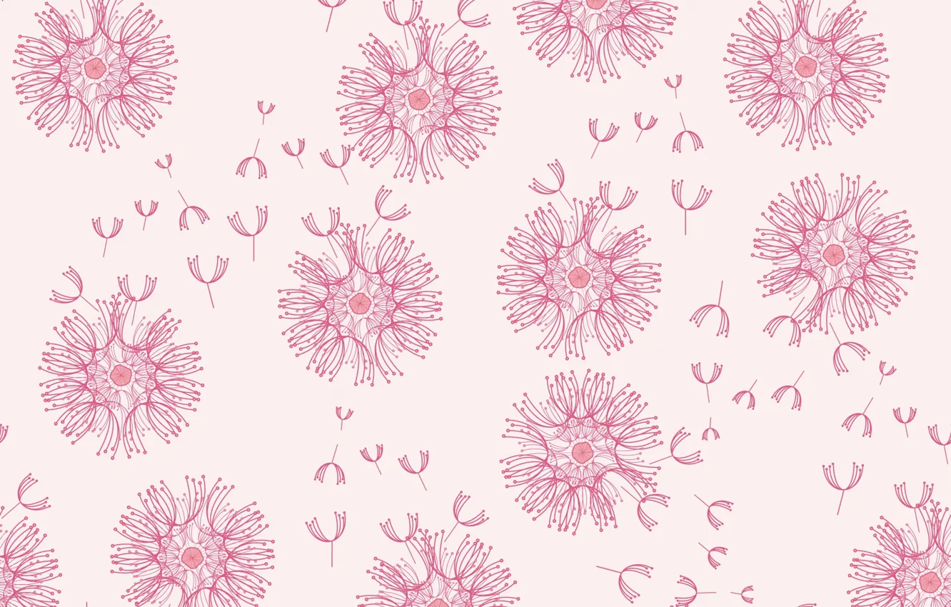 Фото обои цветы, розовый, Одуванчик, pink, dandelion