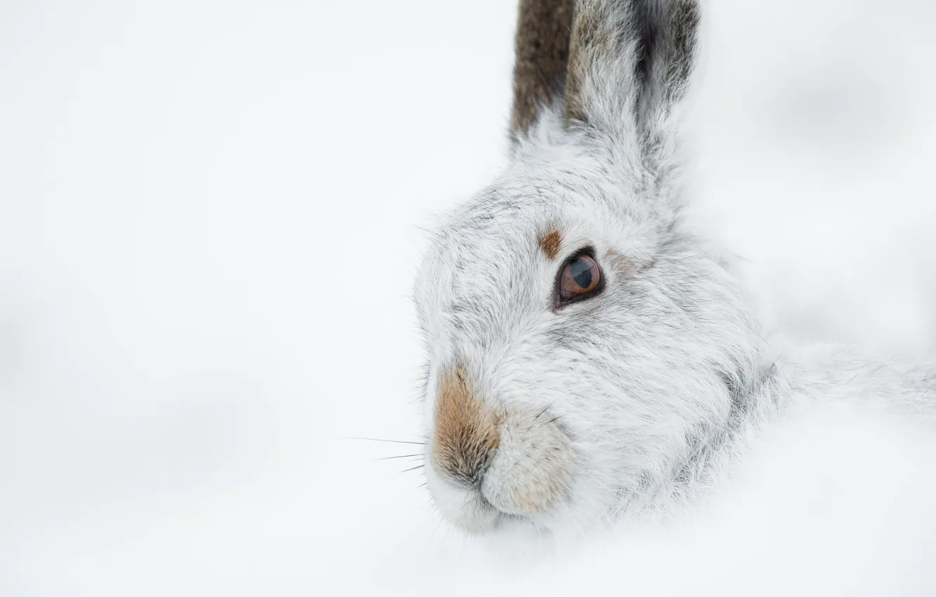 Фото обои зима, белый, природа, заяц