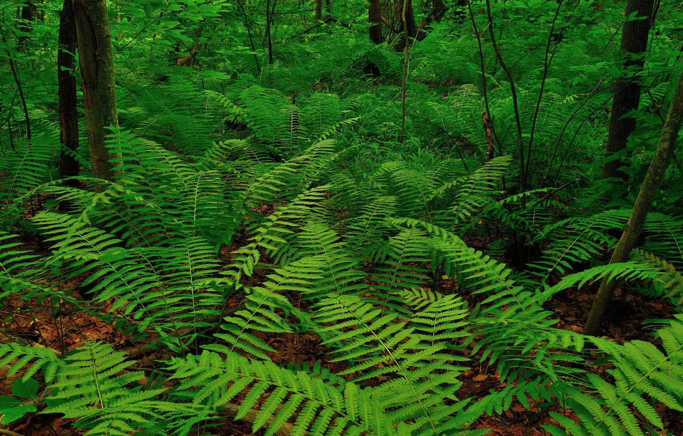 Фото обои лес, листья, деревья, заросли