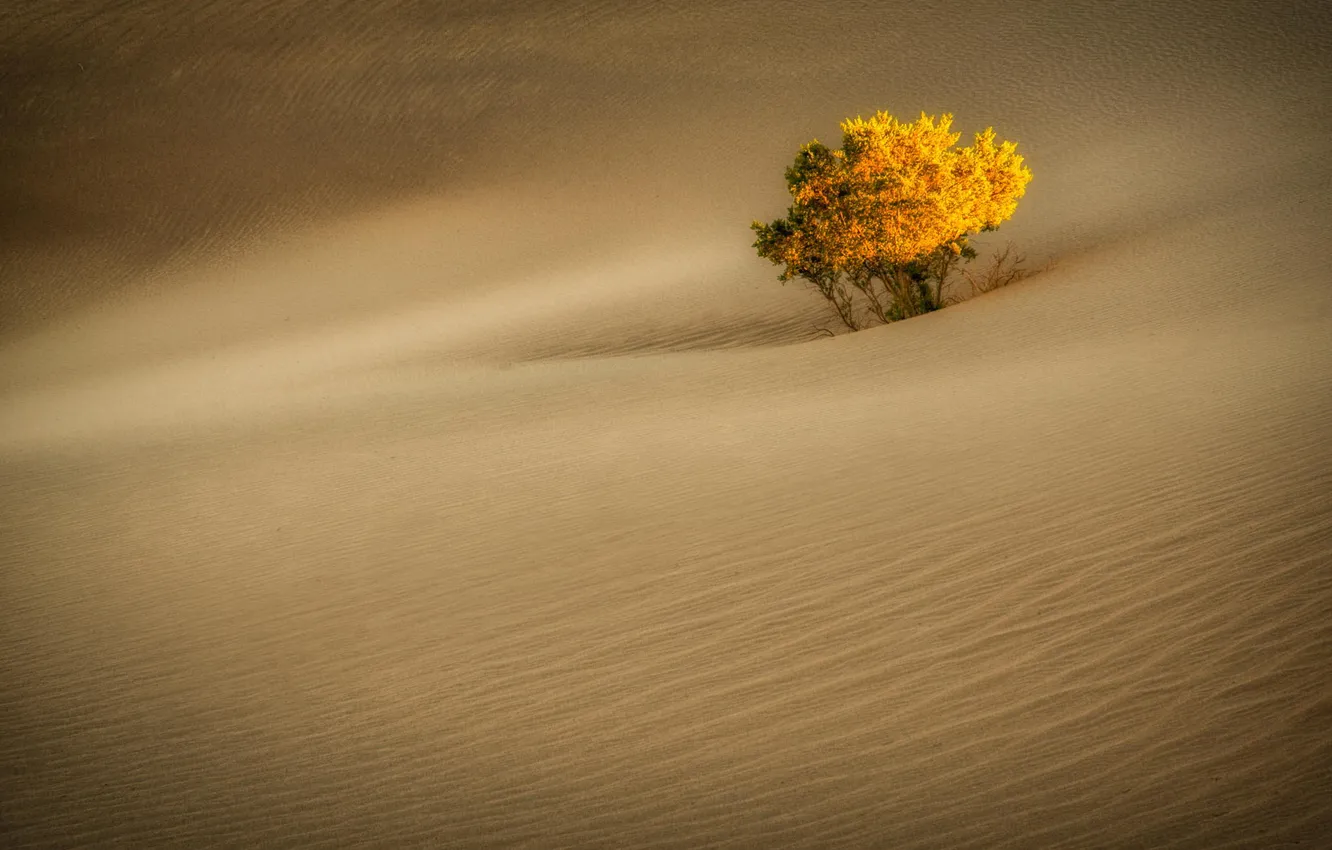 Фото обои дерево, пустыня, дюны, California, Death Valley, Stovepipe Wells