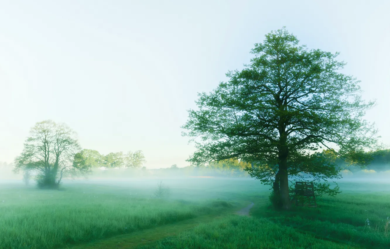 Фото обои лето, туман, дерево