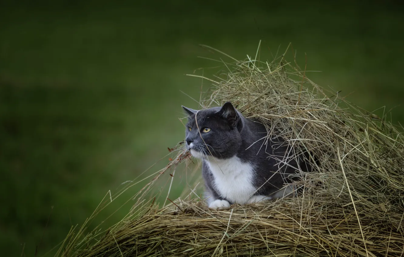 Фото обои кот, укрытие, сено, наблюдение, боке