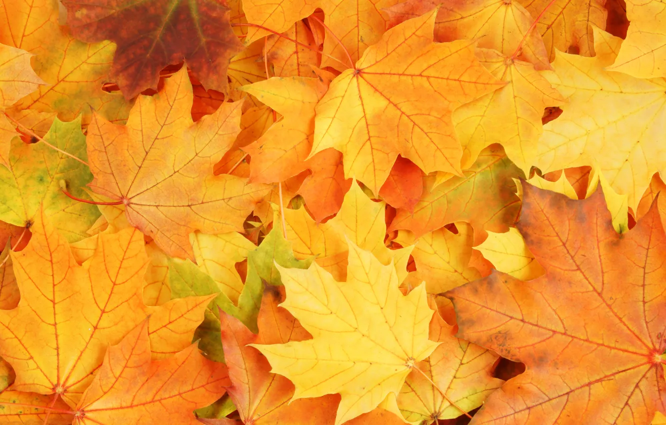 Фото обои осень, листья, яркие краски, увядание