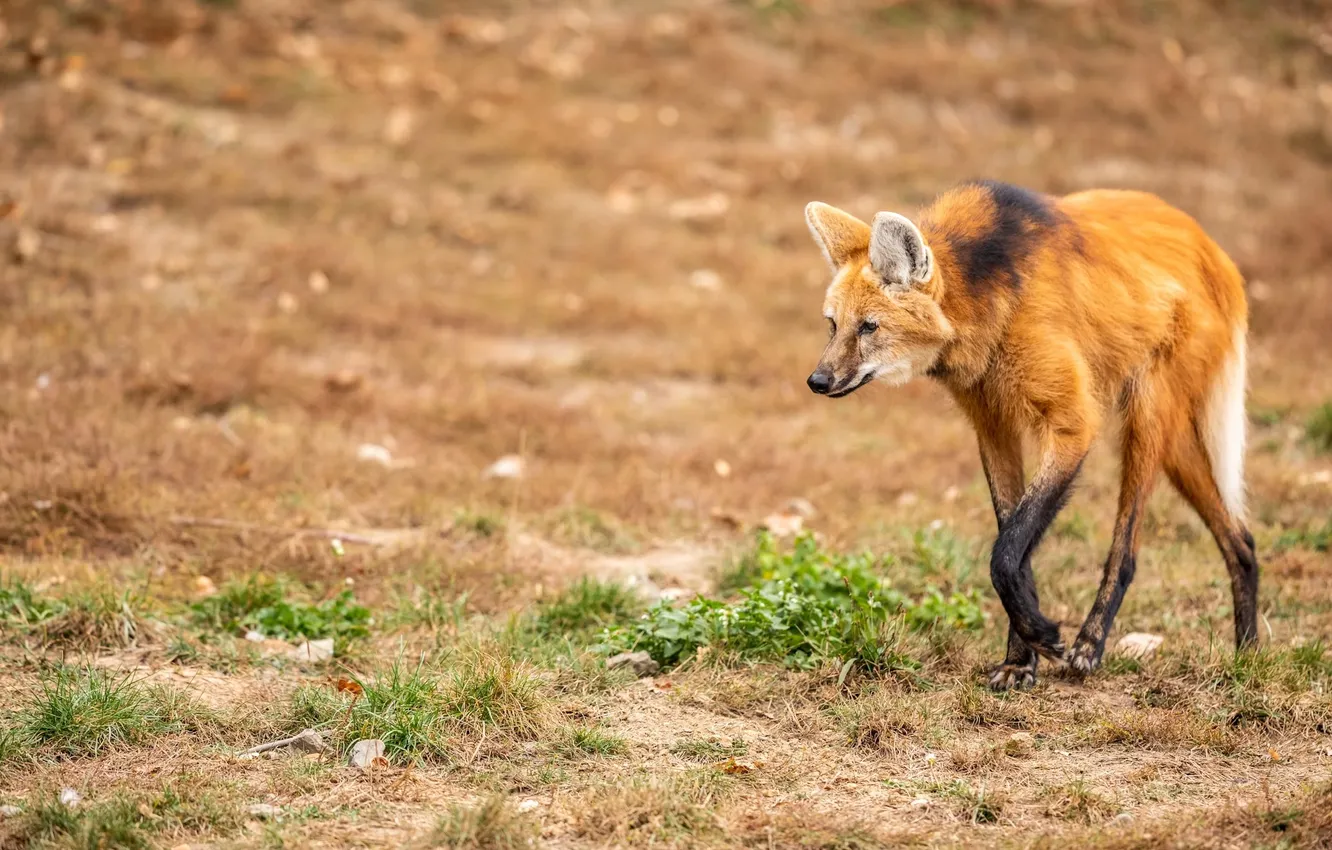 Фото обои fox, animal, wildlife, South America, maned wolf