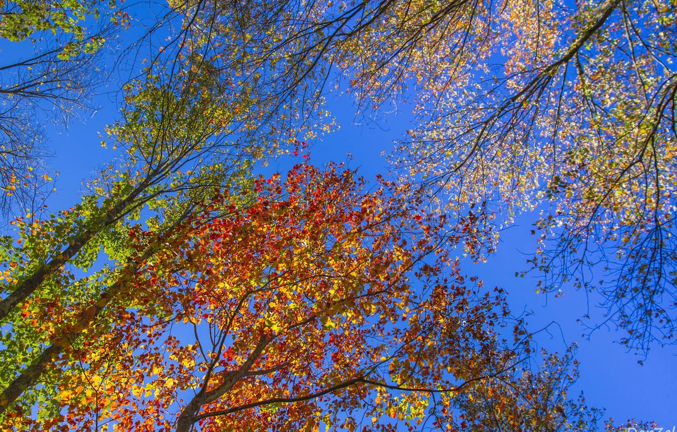 Фото обои осень, небо, листья, деревья, желтый, красный, яркий