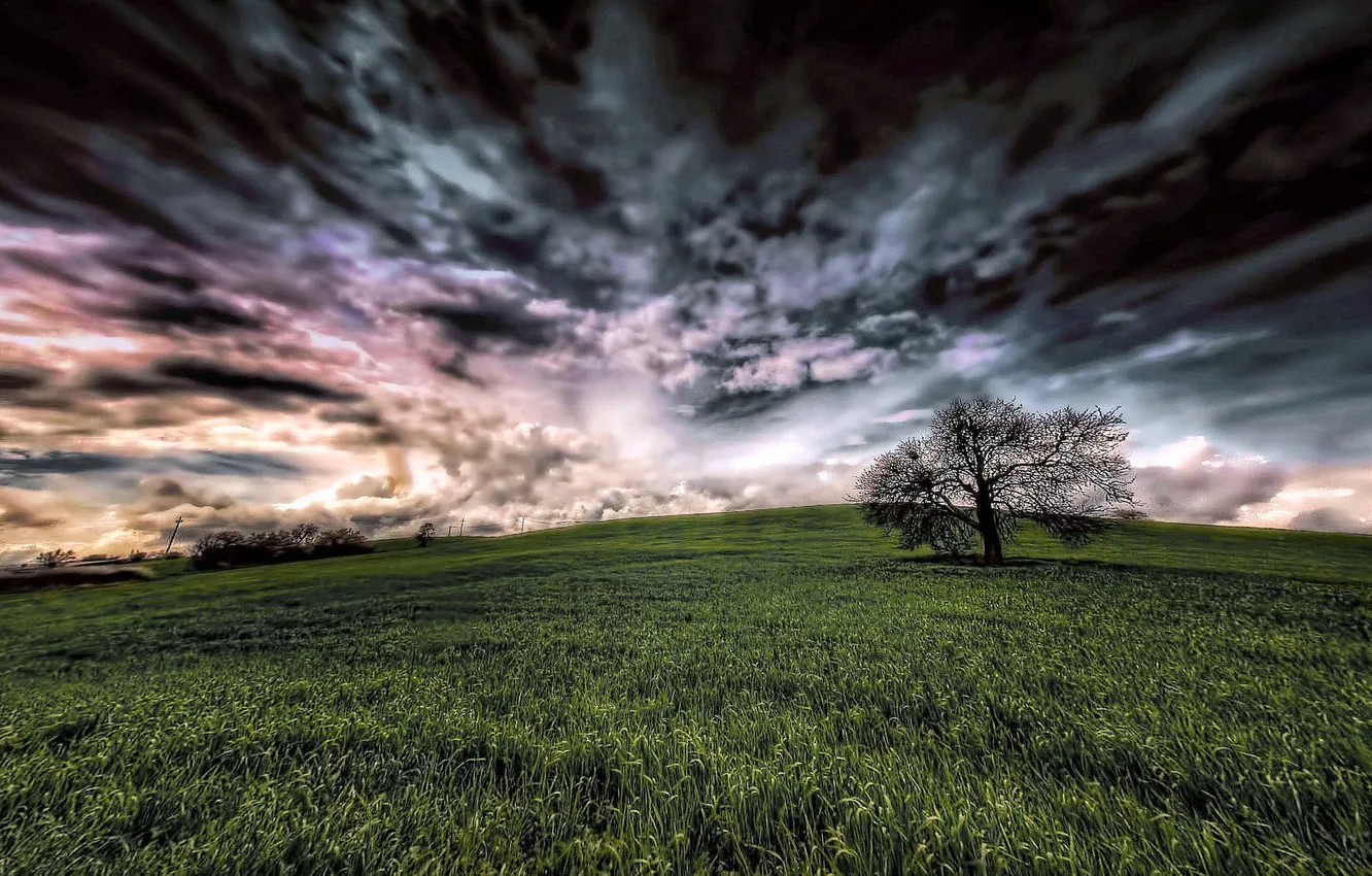 Фото обои поле, небо, дерево